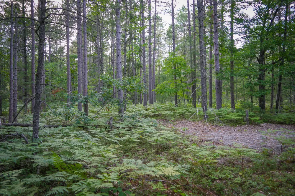 3505 Timber Lost Road Paradise, MI 49768