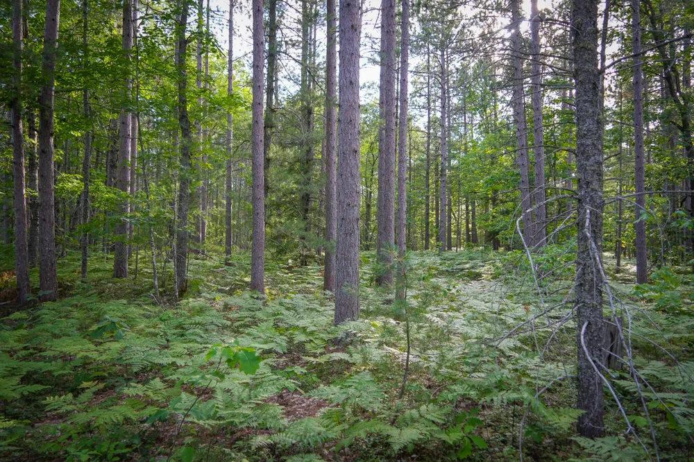 3505 Timber Lost Road Paradise, MI 49768