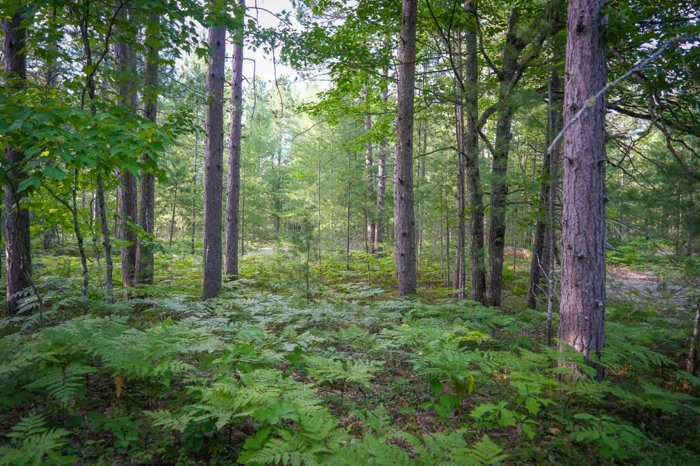 3505 Timber Lost Road Paradise, MI 49768