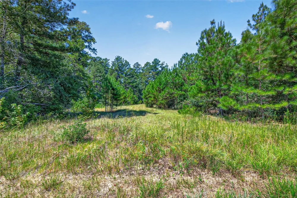 15881 Wood Grove Way Willis, TX 77378