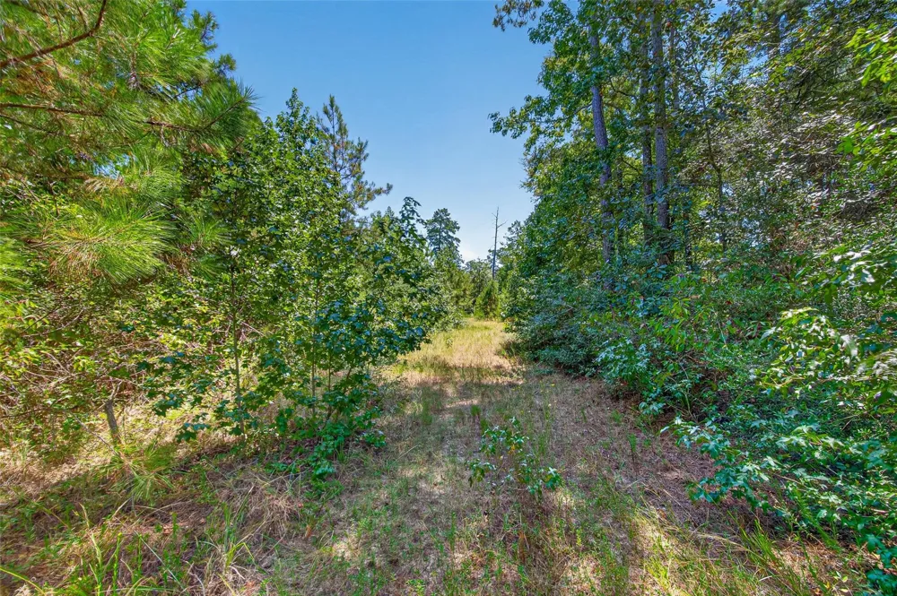 15881 Wood Grove Way Willis, TX 77378
