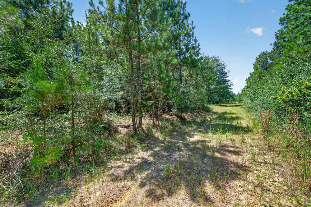 15881 Wood Grove Way Willis, TX 77378