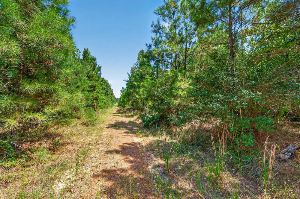 15881 Wood Grove Way Willis, TX 77378