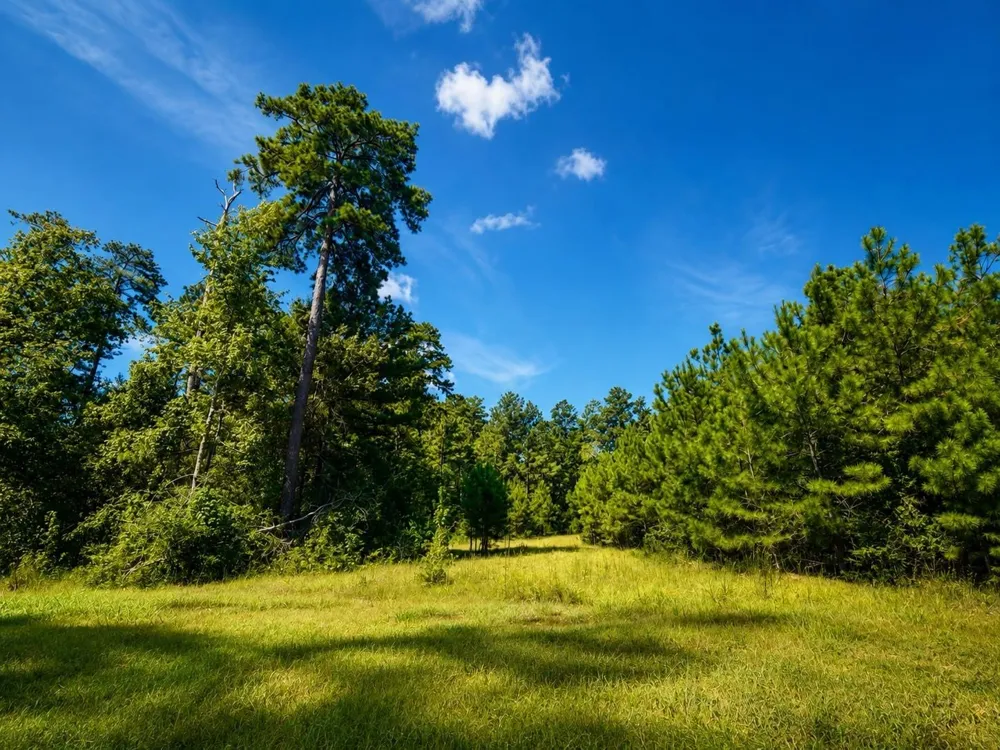15881 Wood Grove Way Willis, TX 77378