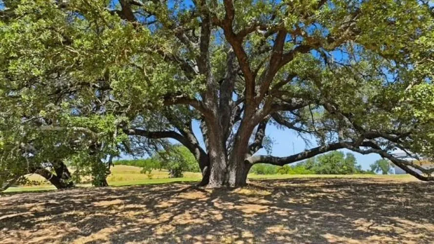 1014 Adell Road Weatherford, TX 76088