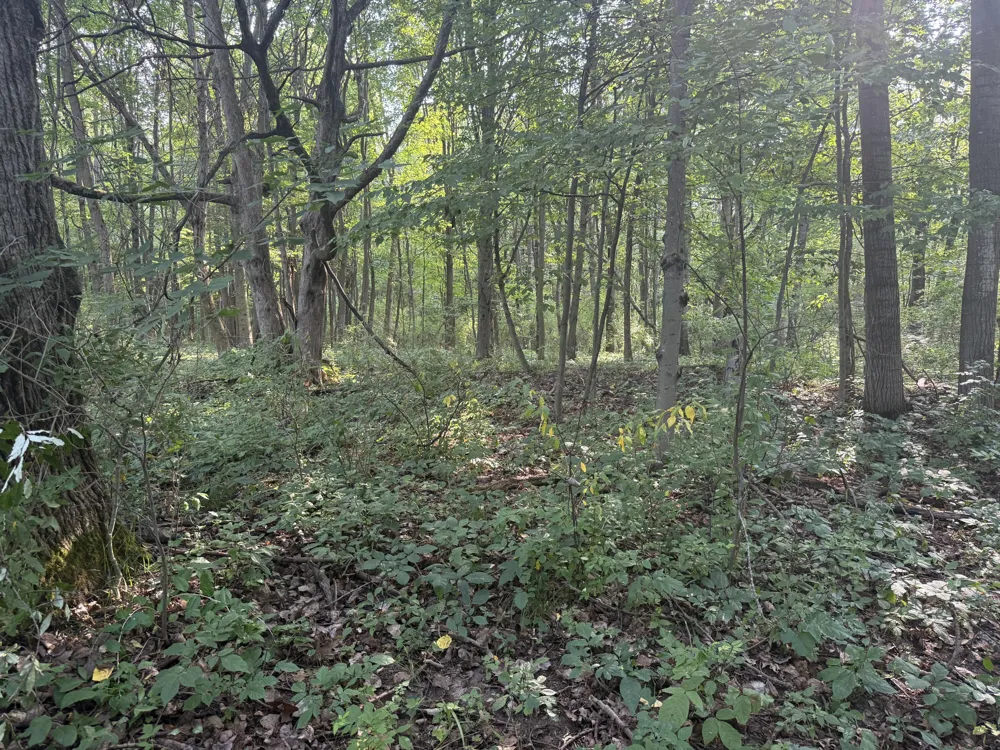 17370 160th Avenue Colfax Township, MI 49342