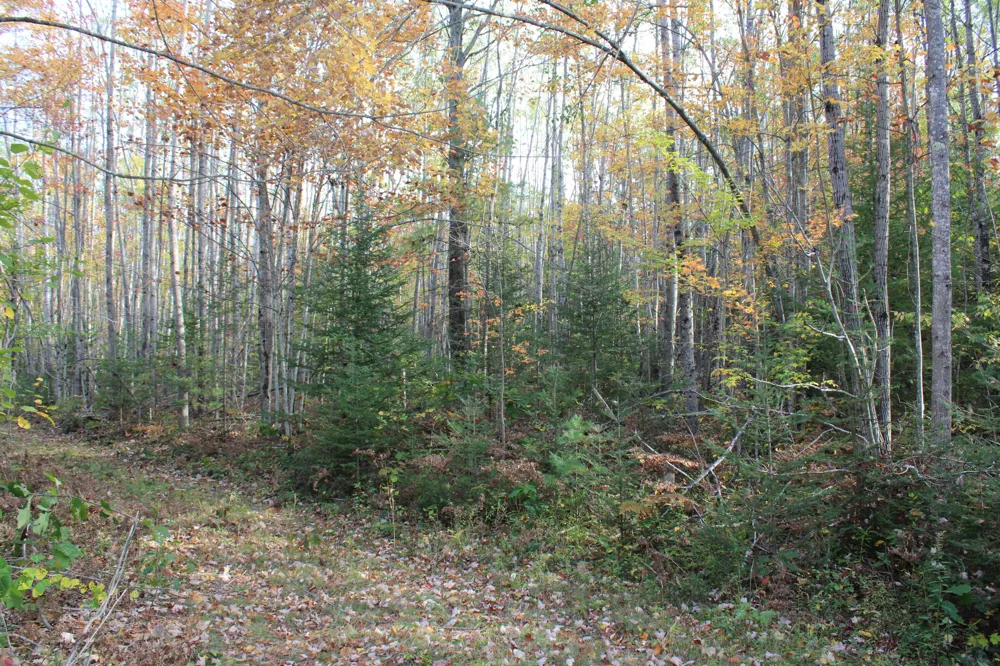 22006 Bowden Trail Hillman, MI 49746
