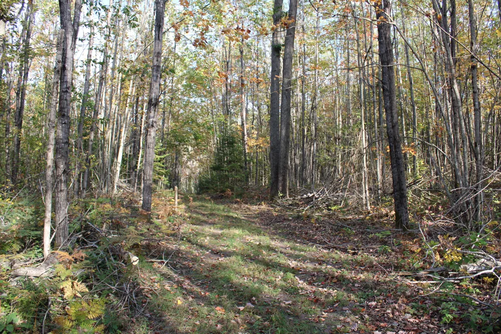 22006 Bowden Trail Hillman, MI 49746