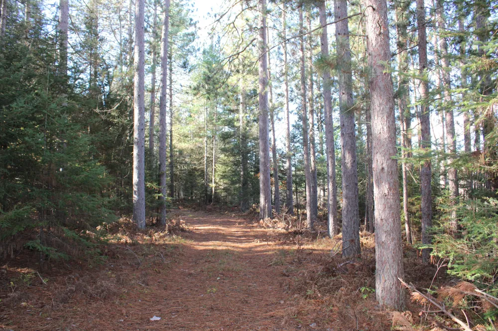 22006 Bowden Trail Hillman, MI 49746