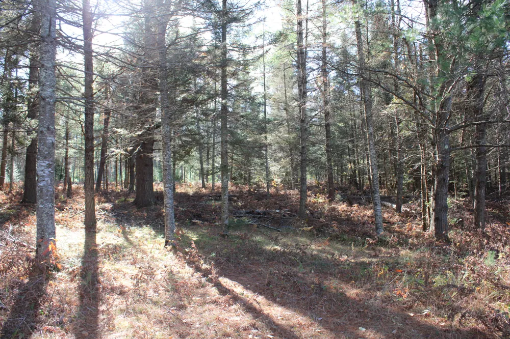 22006 Bowden Trail Hillman, MI 49746