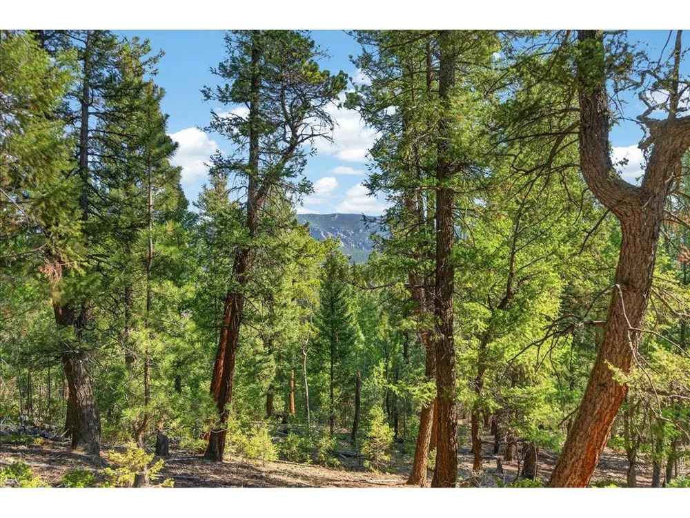 12907 S Cindy Avenue Pine, CO 80470