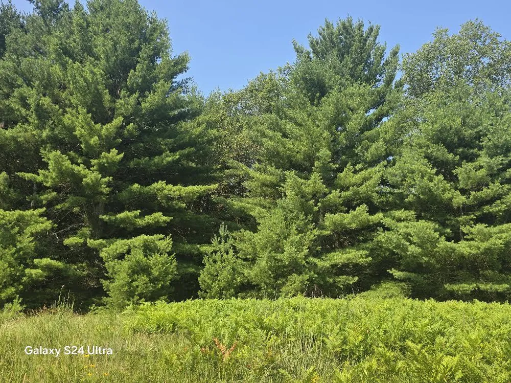 10652 W River Road Irons, MI 49644