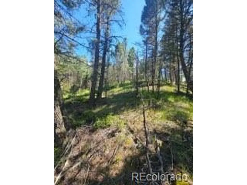 1164 Arapahoe Creek Trail Florissant, CO 80816