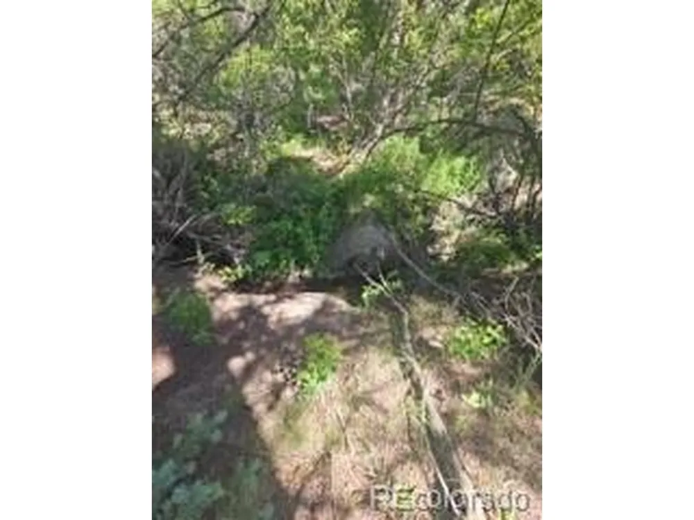 1164 Arapahoe Creek Trail Florissant, CO 80816