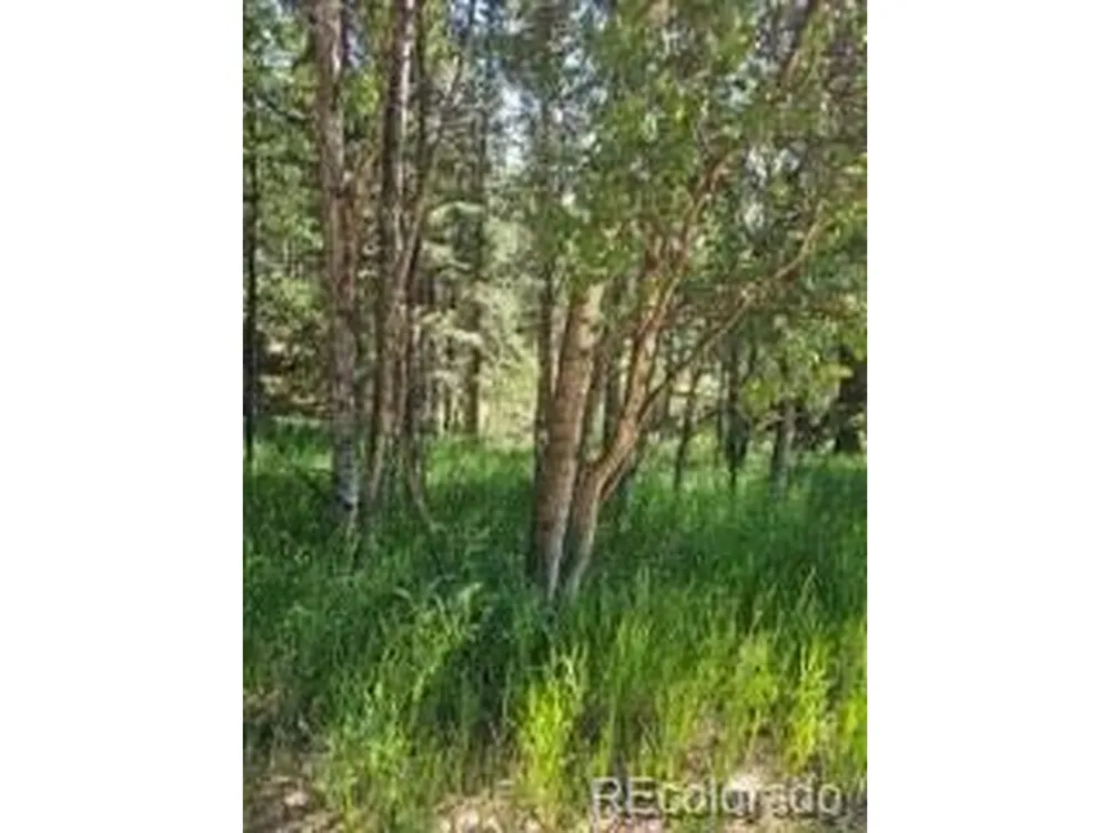 1164 Arapahoe Creek Trail Florissant, CO 80816