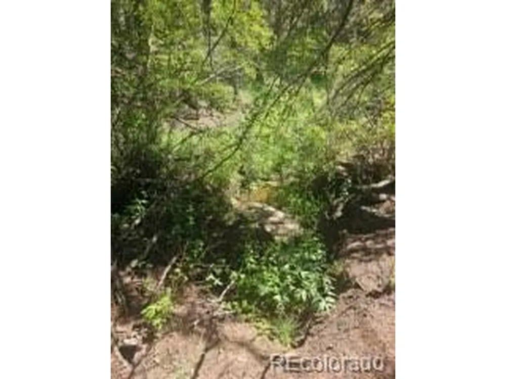 1164 Arapahoe Creek Trail Florissant, CO 80816