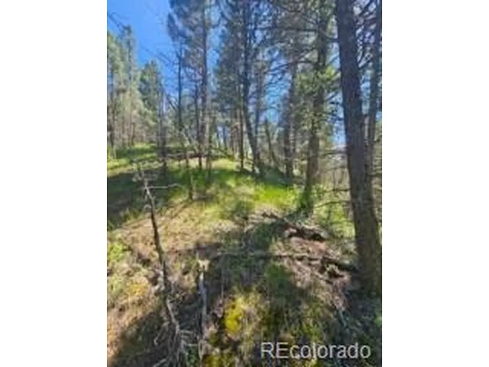 1164 Arapahoe Creek Trail Florissant, CO 80816