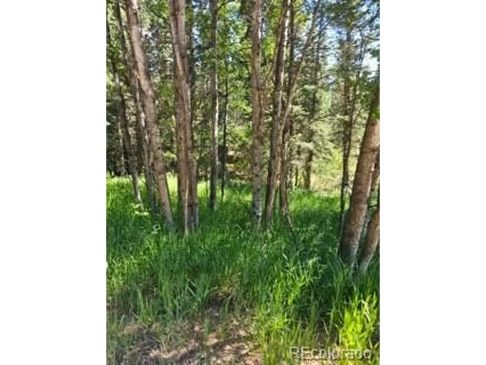 1164 Arapahoe Creek Trail Florissant, CO 80816