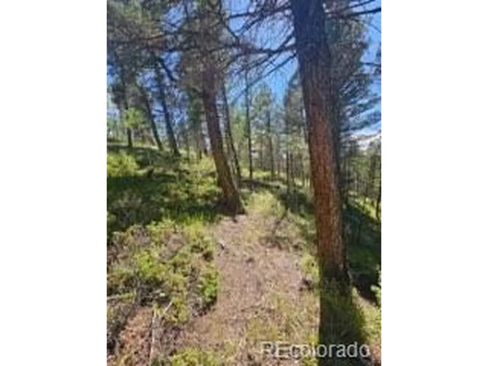 1164 Arapahoe Creek Trail Florissant, CO 80816
