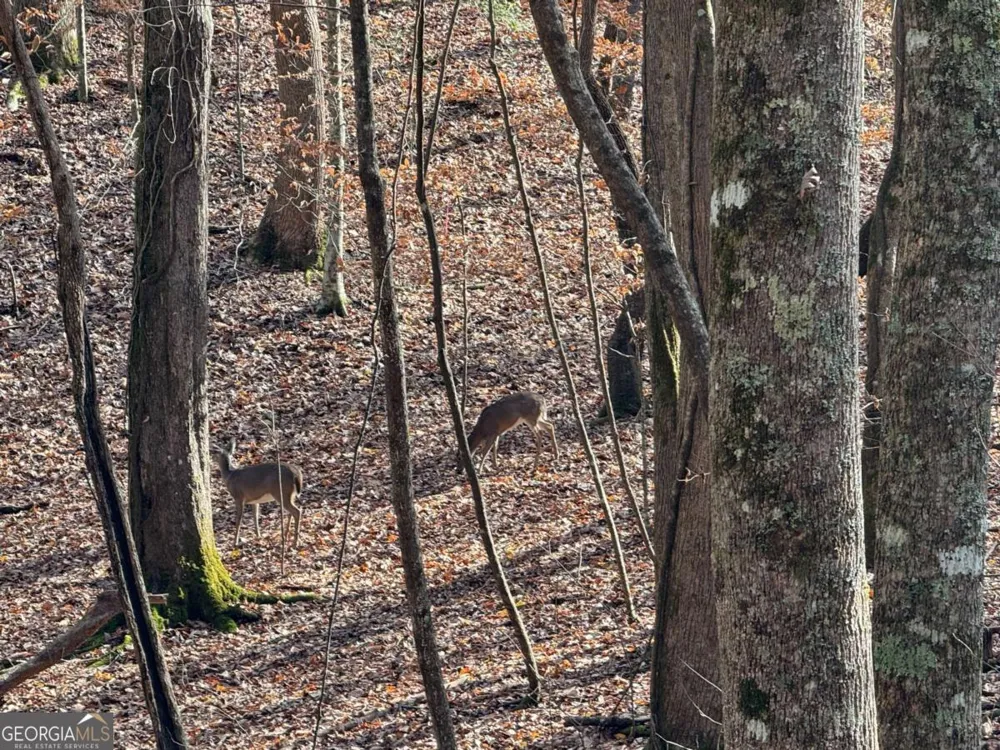 LOT 2750 Nimrod CT Ellijay, GA 30540