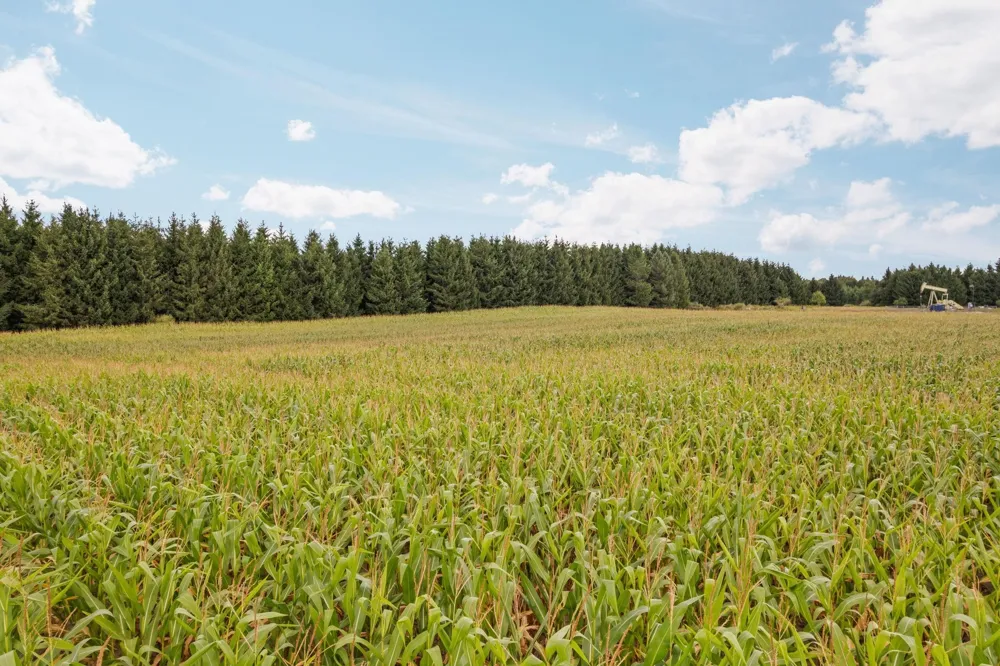 8484 Zue Road Grant Township, MI 49620