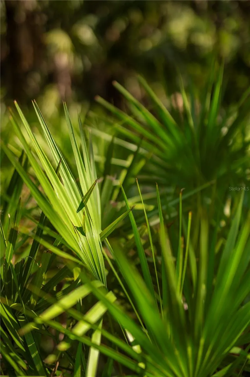 SW AURIN GRADE #A Arcadia, FL 34266