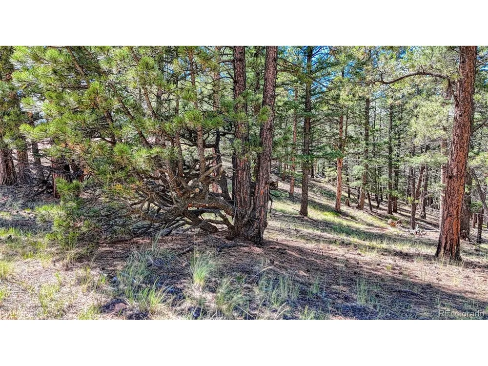 105 Carlton Circle Florissant, CO 80816