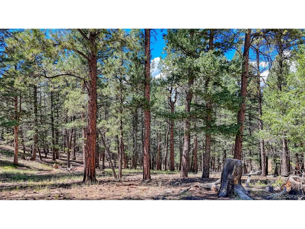 105 Carlton Circle Florissant, CO 80816