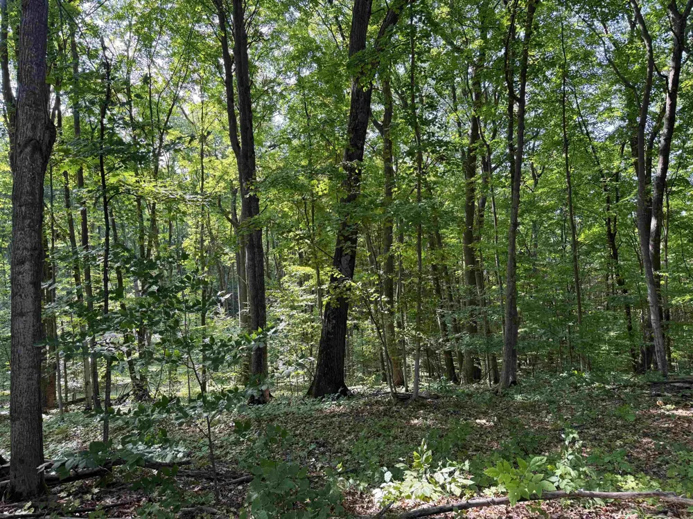 3037 Dockery Road, Nw Kalkaska Township, MI 49690