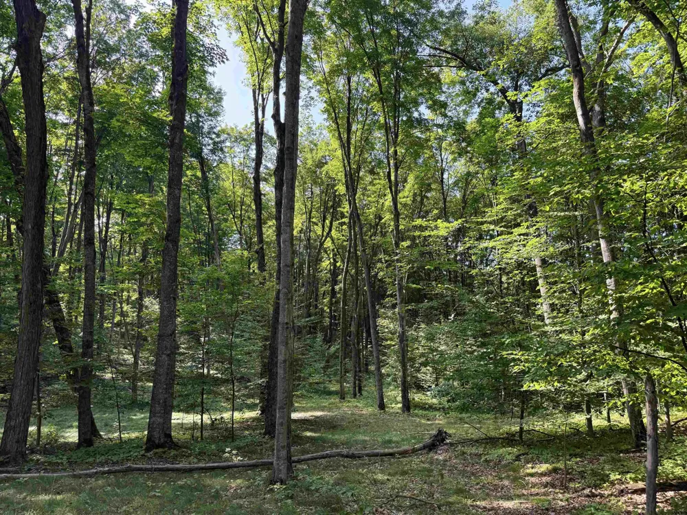 3037 Dockery Road, Nw Kalkaska Township, MI 49690