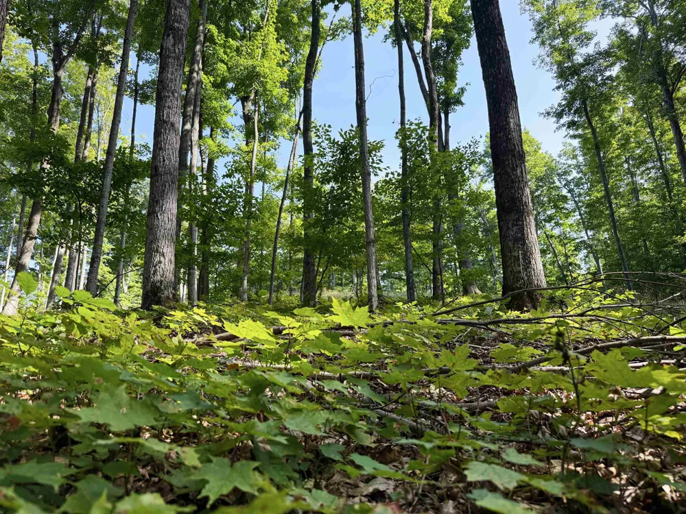 3037 Dockery Road, Nw Kalkaska Township, MI 49690