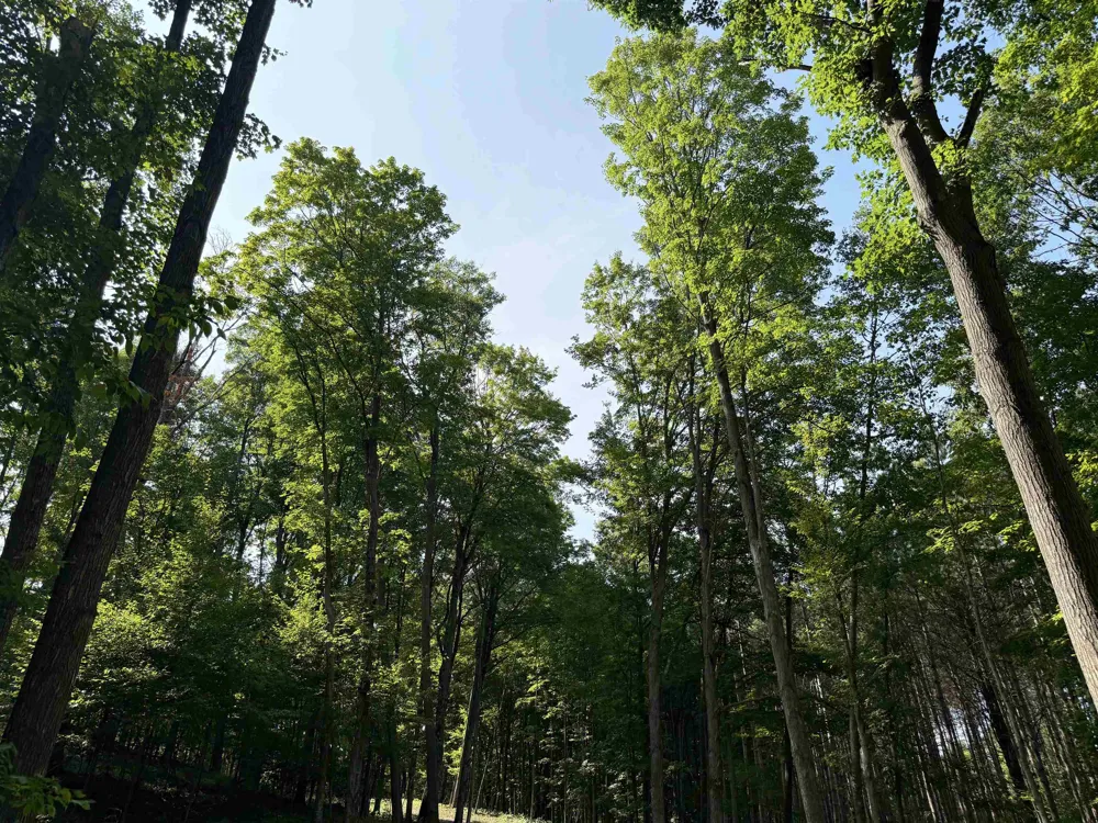 3037 Dockery Road, Nw Kalkaska Township, MI 49690