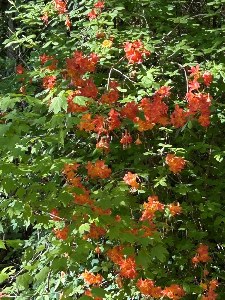 46 Private Drive Ellijay, GA 30536