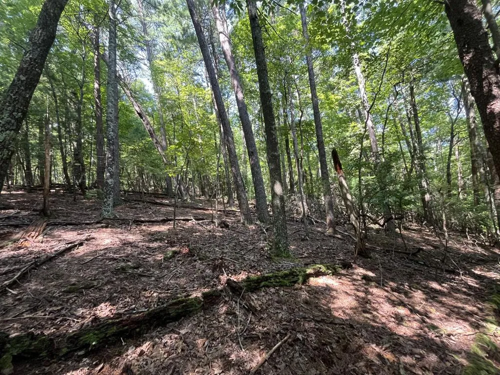 P 10 Gold Mine Drive Ellijay, GA 30536