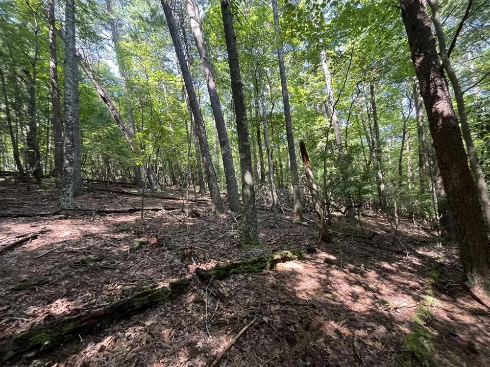 P 10 Gold Mine Drive Ellijay, GA 30536