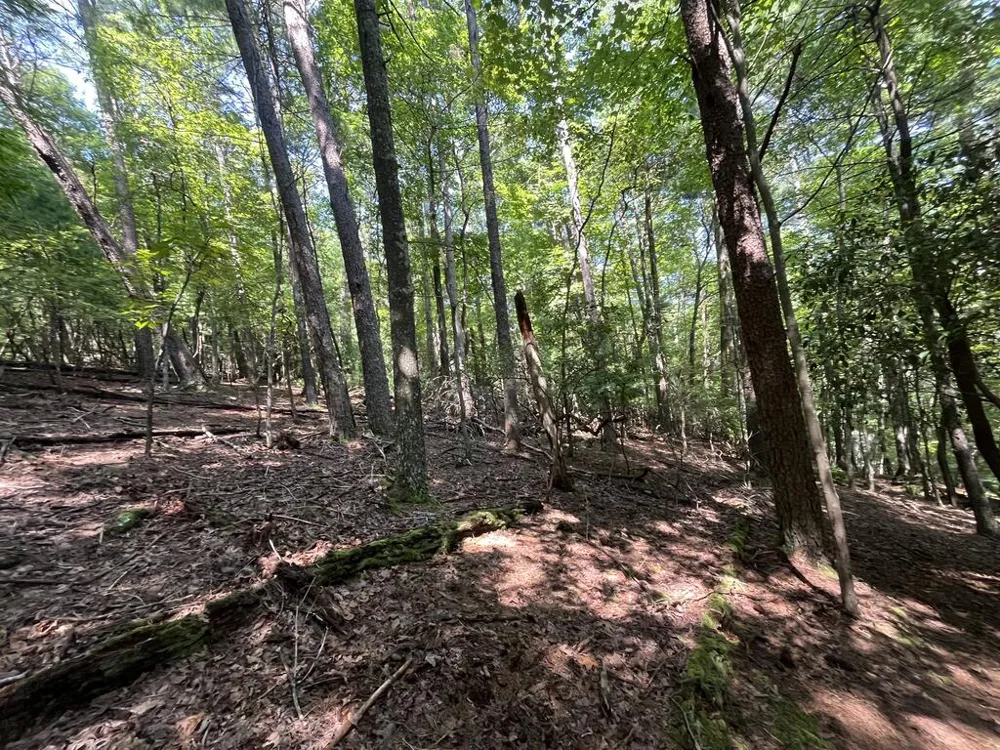 P 10 Gold Mine Drive Ellijay, GA 30536