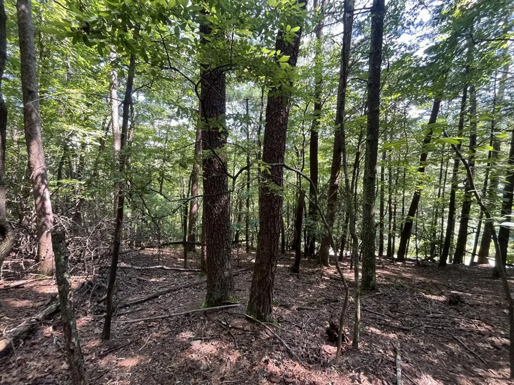 P 10 Gold Mine Drive Ellijay, GA 30536