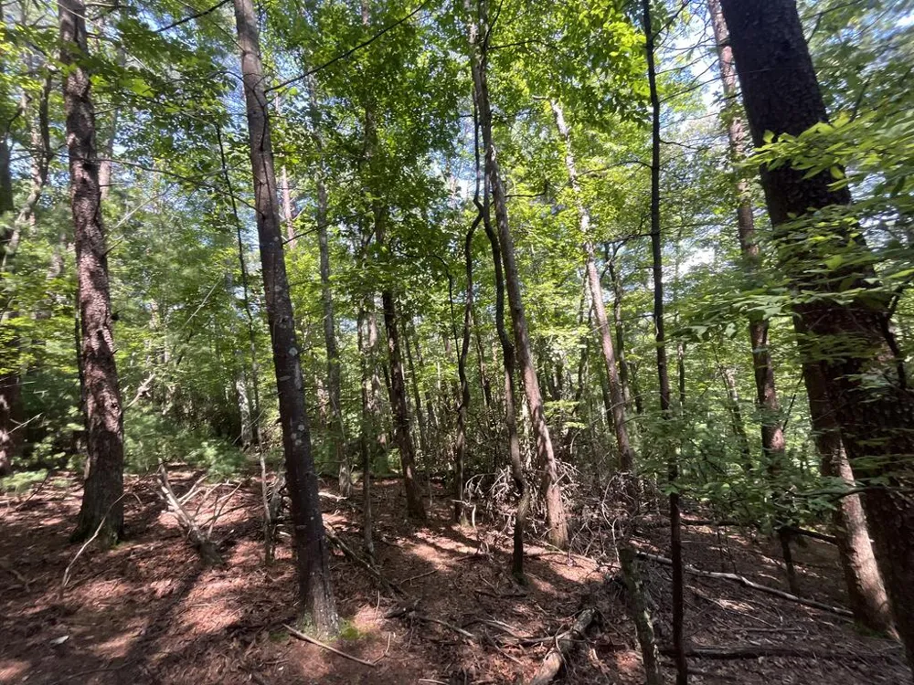 P 10 Gold Mine Drive Ellijay, GA 30536