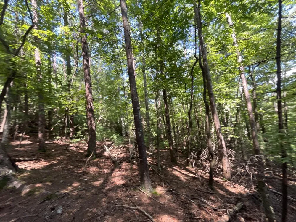 P 10 Gold Mine Drive Ellijay, GA 30536