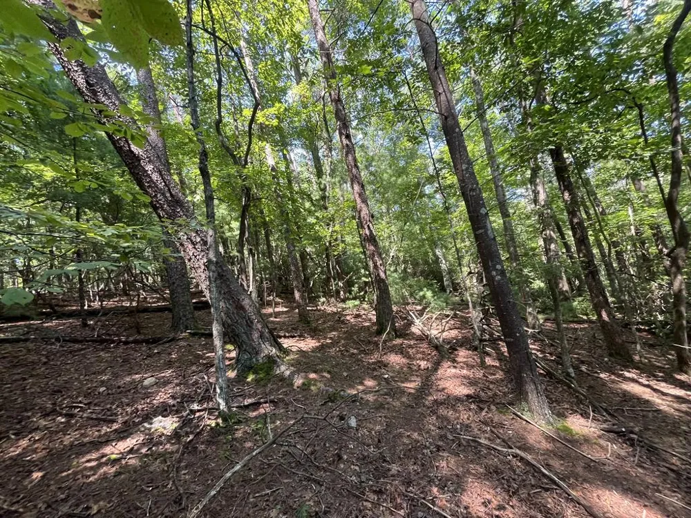 P 10 Gold Mine Drive Ellijay, GA 30536