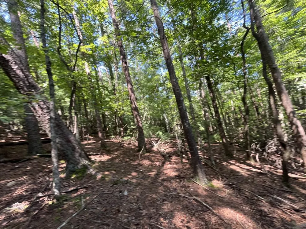 P 10 Gold Mine Drive Ellijay, GA 30536