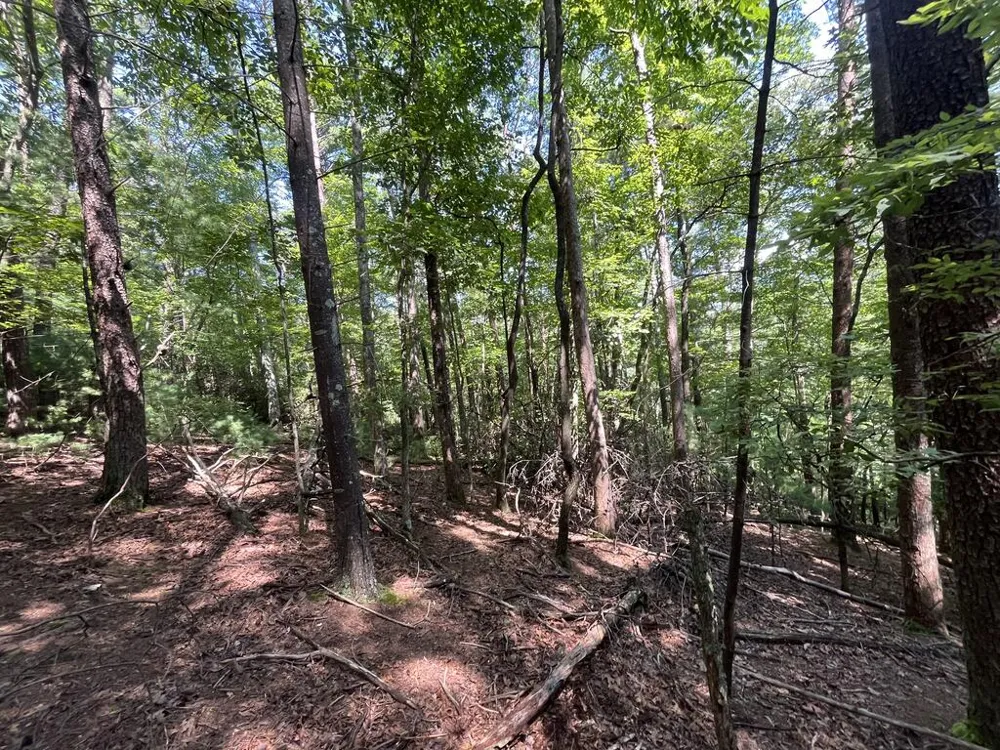 P 10 Gold Mine Drive Ellijay, GA 30536