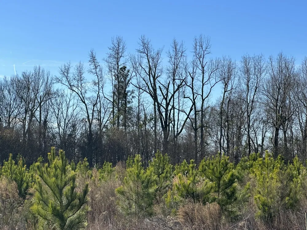 Lot 6 Triangle Road Louisville, GA 30434