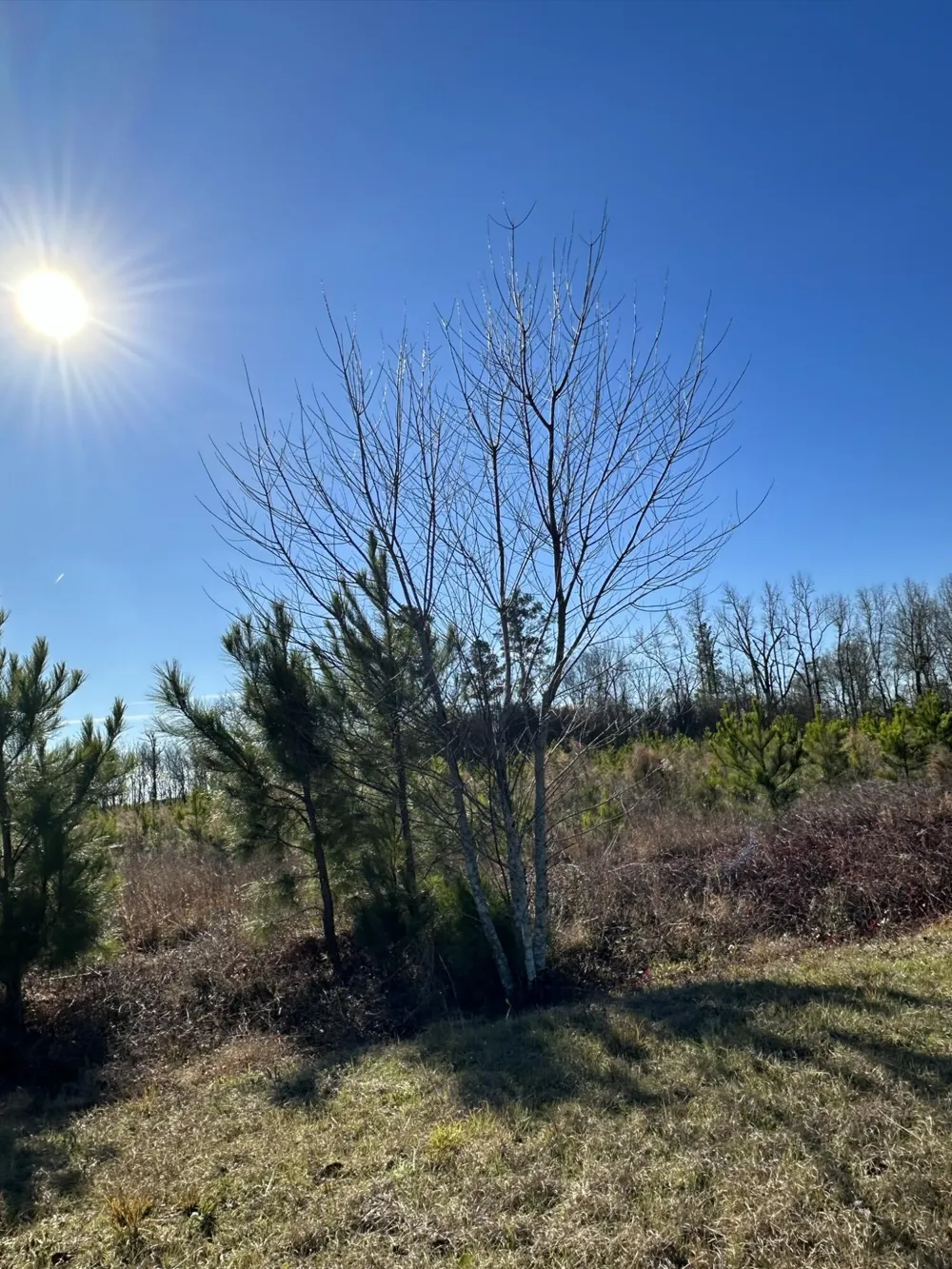 Lot 6 Triangle Road Louisville, GA 30434