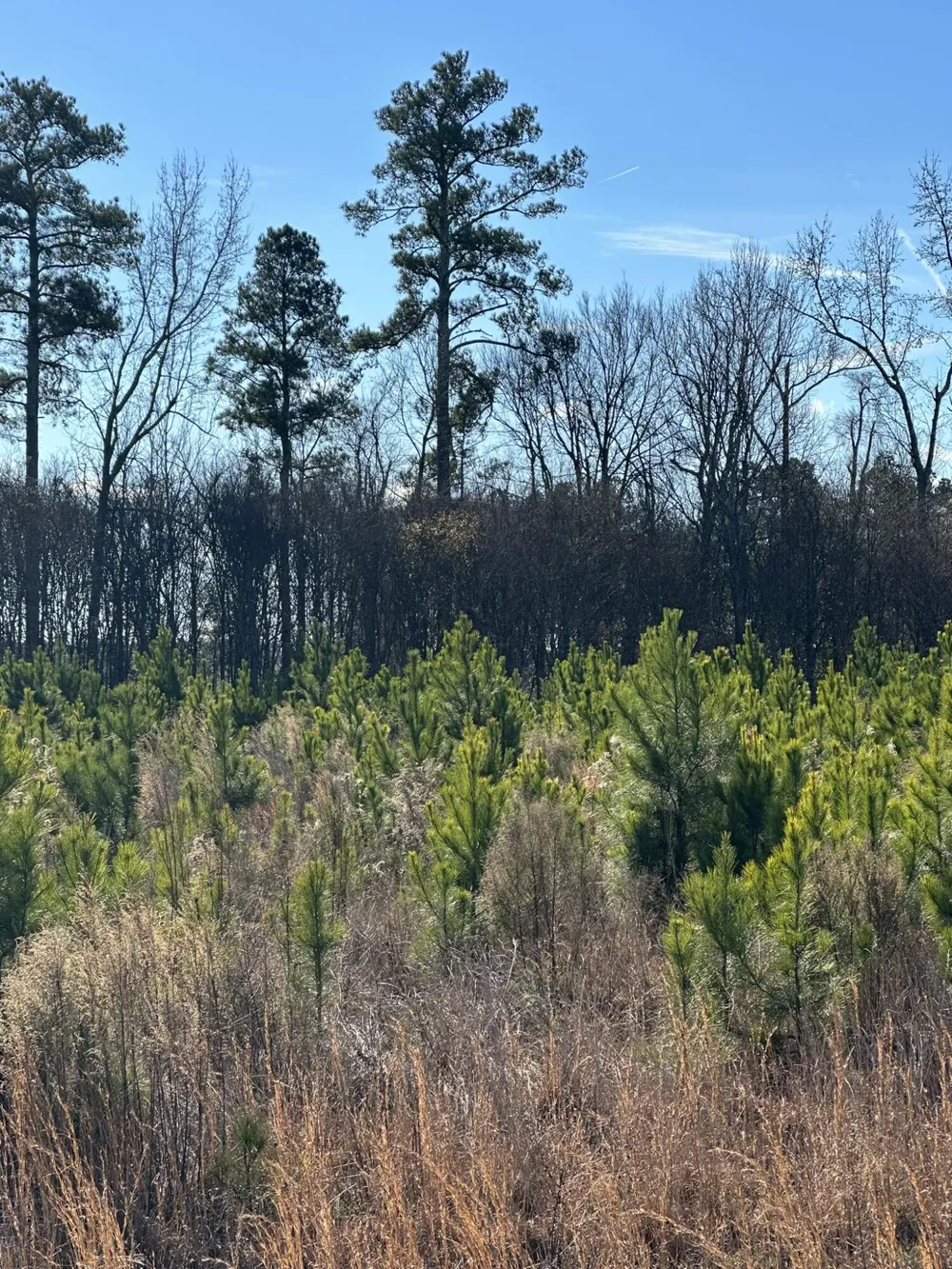 Lot 6 Triangle Road Louisville, GA 30434