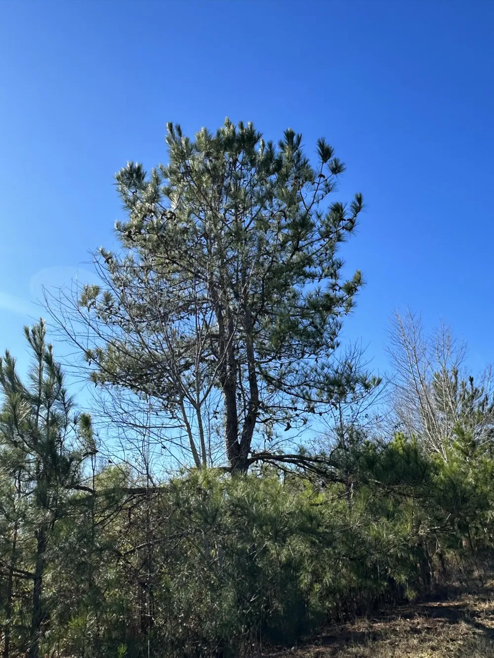 Lot 6 Triangle Road Louisville, GA 30434