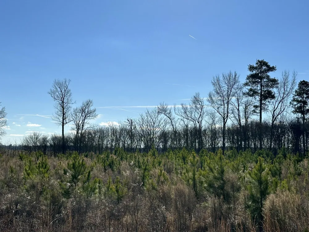 Lot 6 Triangle Road Louisville, GA 30434
