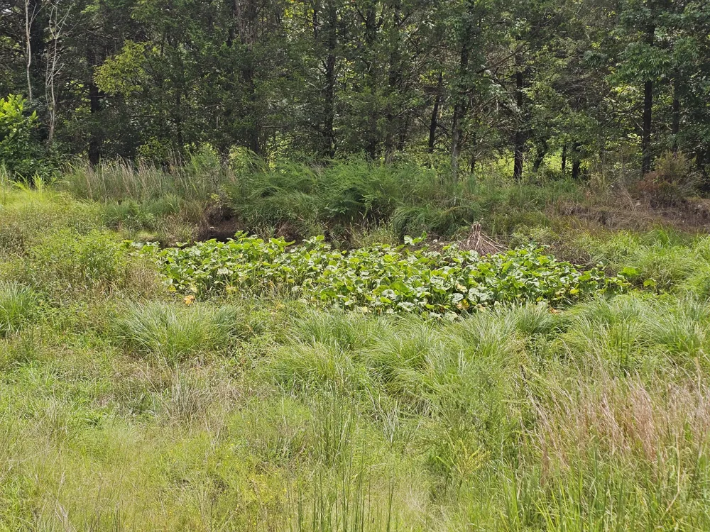 0 Whitfield Hollow Road Readyville, TN 37149