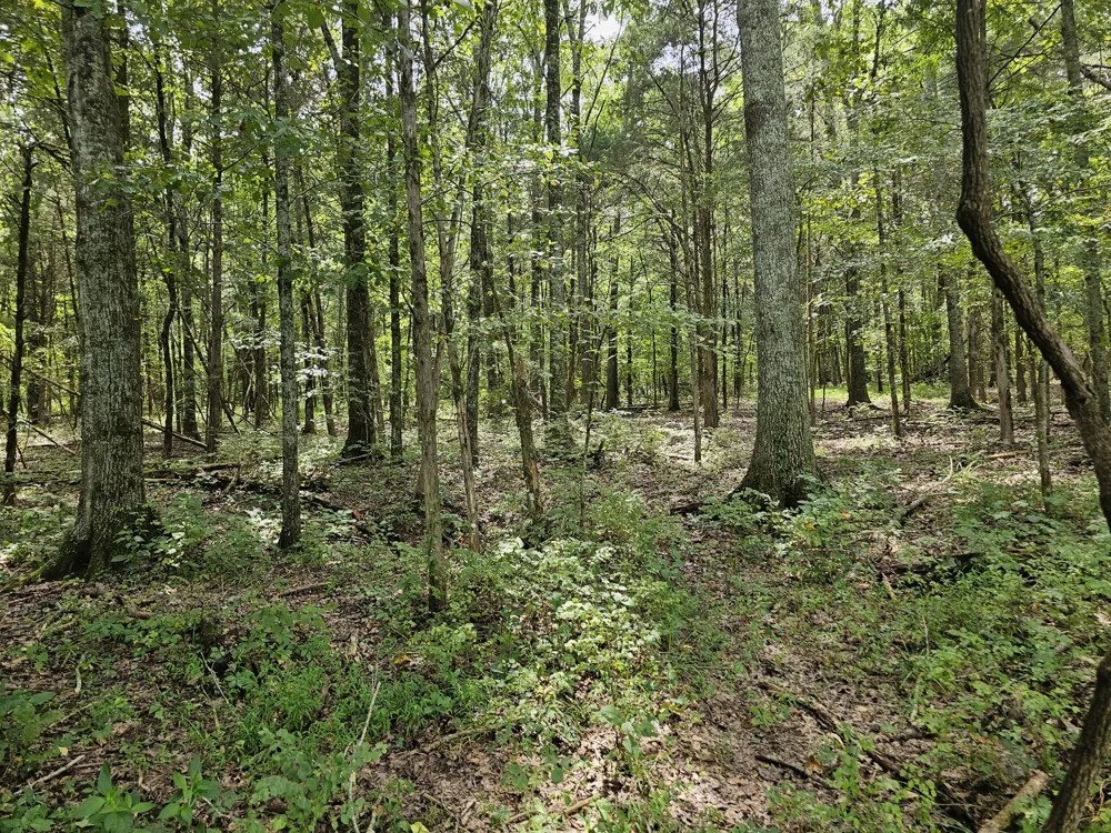 0 Whitfield Hollow Road Readyville, TN 37149
