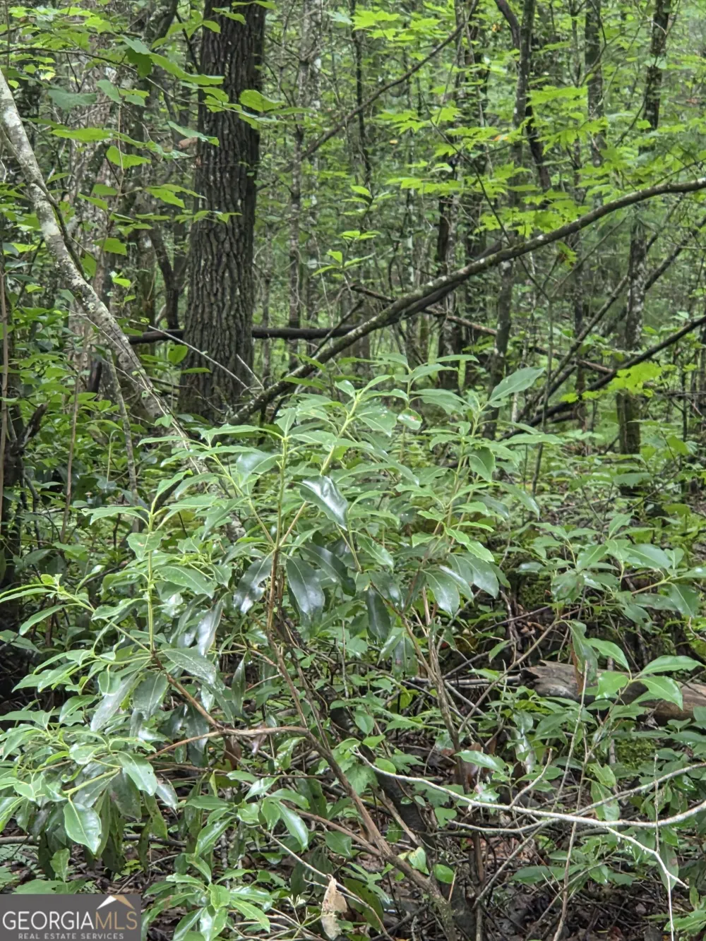0 Chopped Oak Ellijay, GA 30540